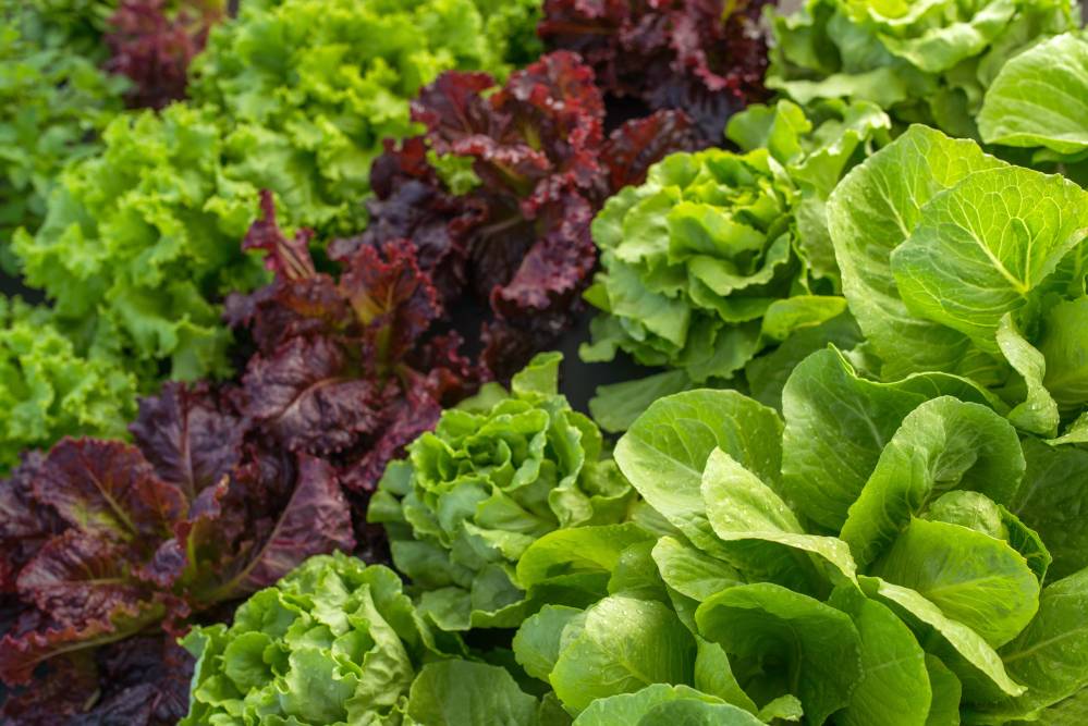 Salade d'hiver