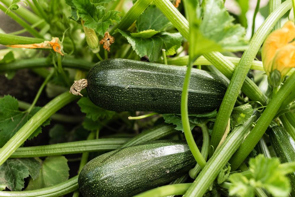 Courgette